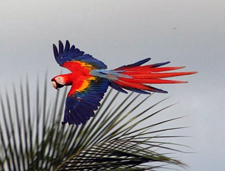Costa Rica-Pacific&Caribe-Coast to Coast in Costa Rica